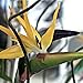 Yellow Bird of Paradise Strelitzia reginae Mandela's Gold PLANT Exotic Flower