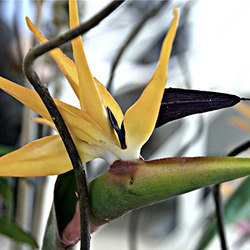 Yellow Bird of Paradise Strelitzia reginae Mandela's Gold PLANT Exotic Flower Yellow Bird of Paradise Strelitzia reginae Mandela's Gold PLANT Exotic Flower