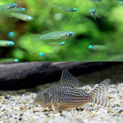 卸売り 熱帯魚 アフリカン ランプアイ ｓサイズ ２０匹 コリドラス 北海道 ステルバイ 沖縄航空便要保温 ３匹 九州