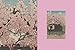 Cherry Blossoms