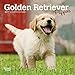 Golden Retriever Puppies 2019 7 x 7 Inch Monthly Mini Wall Calendar, Animals Dog Breeds Puppies (English, French and Spanish Edition)