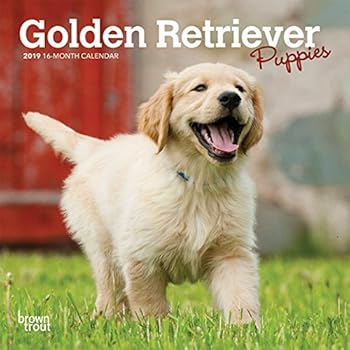 Golden Retriever Puppies 2019 7 x 7 Inch Monthly Mini Wall Calendar, Animals Dog Breeds Puppies (English, French and Spanish Edition) Golden Retriever Puppies 2019 7 x 7 Inch Monthly Mini Wall Calendar, Animals Dog Breeds Puppies (English, French and Spanish Edition)