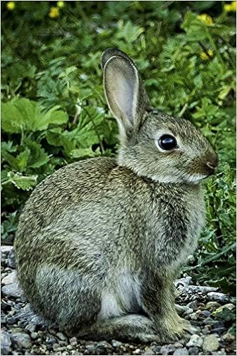 the wild rabbit reviews
