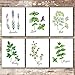 Botanical Prints Kitchen Herbs Wall Art - (Set of 6) - Unframed - 8x10s