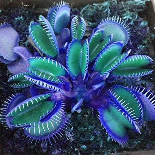 Aimado Seeds Garden 50pcs Graines de Dionée Muscipula, Dionée attrapemouche, plante carnivore Aimado Seeds Garden 50pcs Graines de Dionée Muscipula, Dionée attrapemouche, plante carnivore