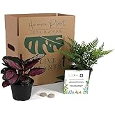 American Plant Exchange Endless Foliage Live Plant, Care and Feeding Subscription Box, Assorted (Endless Foliage Box), 4" Pot