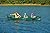 Sun Dolphin Scout SS Canoe (Green, 14-Feet)