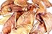 Sawmill Creek Smokehouse Pig Ears for Dogs- Pig Ear Halves are Perfect Dog Treats for Medium Dogs- Promote Dental Health with Our Long Lasting Healthy Dog Chews- Sourced and Made in The USA- 25 Pack