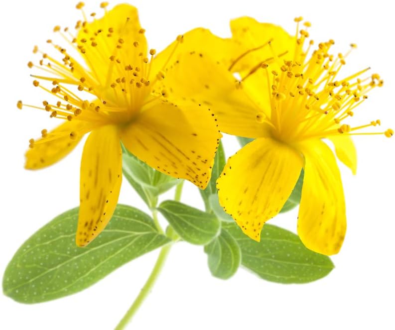 100% Organic St. John's Wort infused oil - 250ml - Pure, Natural, from organic farming - Aroma Labs - Image 3