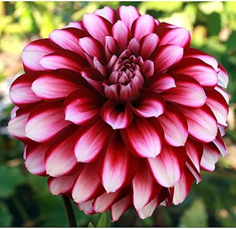 Amazon Co Jp ダリアの球根 中小輪 眠り姫1球 秋田国際ダリア園 ホーム キッチン