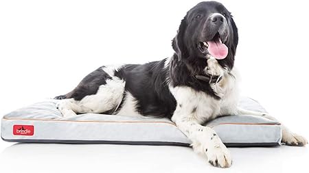 shredded memory foam dog bed