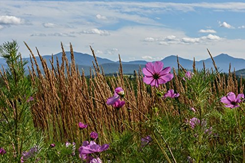 Beautiful Mountain Landscape With Orange Flowers In The Meadow On