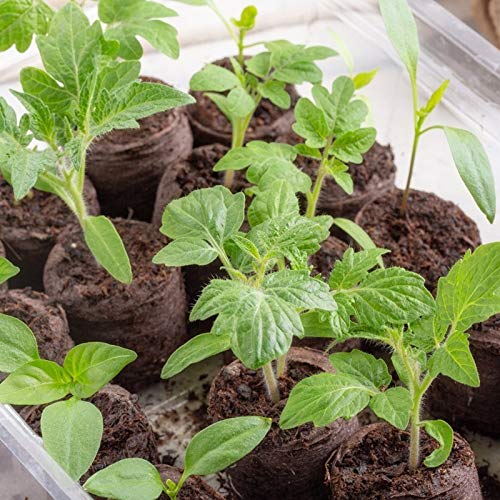 100 Pcs Peat Pellet 40mm Plant Starter Compressed Nutrient Fertilizer