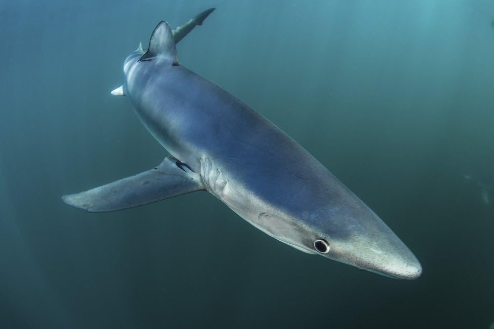 Posterazzi PSTETH400902ULARGE A Sleek Blue Shark Swimming in The Waters Off Cape Cod Massachusetts. Poster Print by Ethan Daniels/Stocktrek Images 34 x 23 Varies