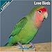 Love Birds 2010 Wall Calendar by 