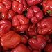 Organic California Wonder Sweet Bell Pepper Seeds: Non-GMO, Certified Organic Heirloom Seed Packet