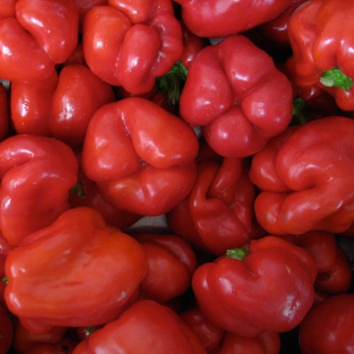 Organic California Wonder Sweet Bell Pepper Seeds: Non-GMO, Certified Organic Heirloom Seed Packet Organic California Wonder Sweet Bell Pepper Seeds: Non-GMO, Certified Organic Heirloom Seed Packet