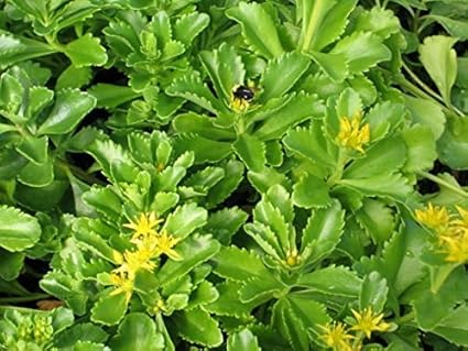 50 Samen - Sedum- Ellacombianum: Amazon.de: Garten