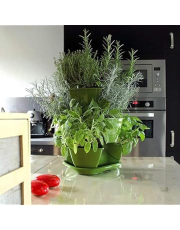 Amazon.es: Semilleros - Invernaderos y equipos de germinación: Jardín