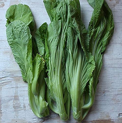 Small GAI Choi Seeds! ALG-372 (99 + Seeds)