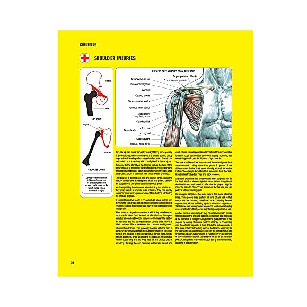 Strength Training Anatomy, 3rd Edition