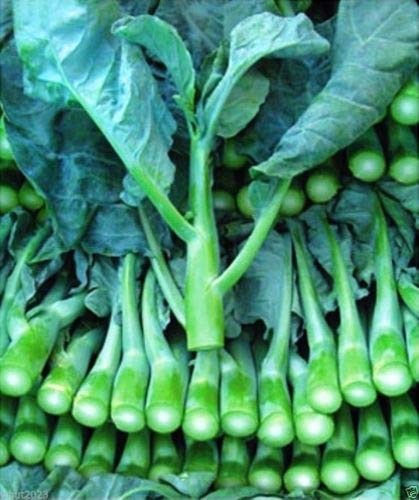 Chinese Kale Kailaan Chinese Broccoli GAI LAN Pak Choy 200 Seeds by AirGarden