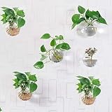 Orimina Pack of 6 Glass Planters Wall Hanging Planters Round Glass Plant Pots Hanging Air Plant Pots Flower Vase Air Plant Terrariums Wall Hanging Plant Container, 12 cm Diameter ¡