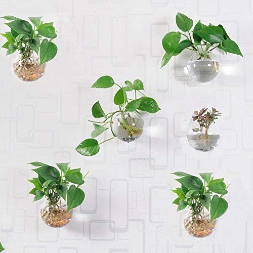 Orimina Pack of 6 Glass Planters Wall Hanging Planters Round Glass Plant Pots Hanging Air Plant Pots Flower Vase Air Plant Terrariums Wall Hanging Plant Container, 12 cm Diameter ¡