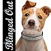 Diamond Bling Collar | Safe Leather Rhinestones Crystal Diamante with Adjustable Clasp Up to 11 inch and Ring Bell | for Puppy Kitten Cat Small Dog