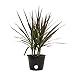 Costa Farms Madagascar Dragon Tree Marginata Live Indoor Tabletop Plant in 6-Inch Grower Pot