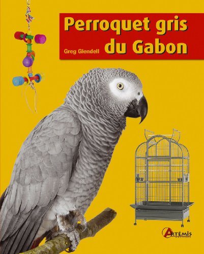 Perroquet gris du Gabon