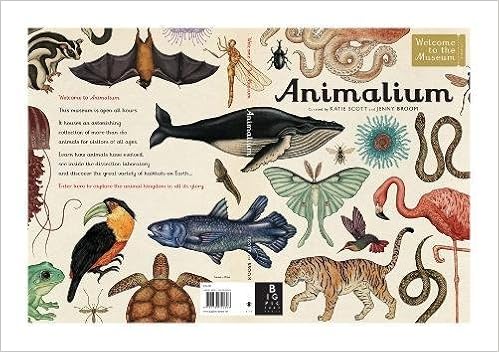 Animalium (Welcome To The Museum) by Jenny Broom 