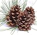 BESTTOYHOME 15 PCS Natural Pinecones Medium Pine Cones Ornaments Real Preserved Pine Cones - Dried -3