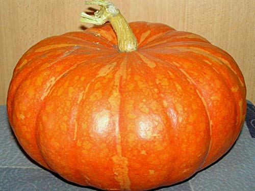 Giant Titan Pumpkin Seeds up to 20 Seeds