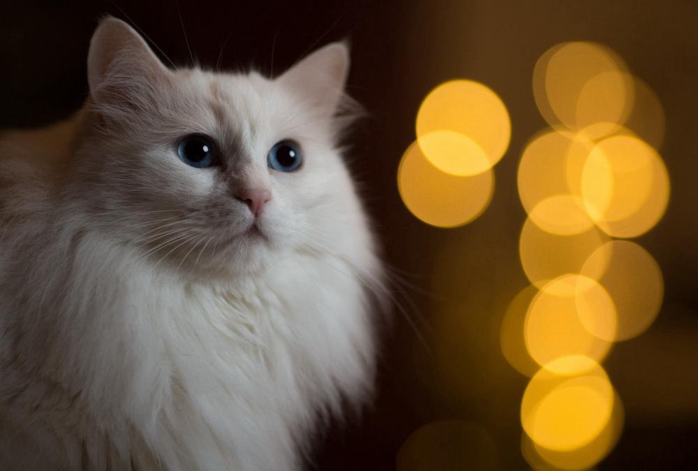 Amazon Com Fhygjd White Cat Blue Eyes Art Print Canvas Poster