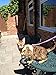 Mynwood Cat Jacket/Harness Caramel Adult Cat