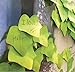 VIPbuy (2 Packs , 120 Sheets) Novelty Leaf Shaped Sticky Note Paper Memo Pads Portable Scratch Pads Scratch Paper Notepads Bookmark, Green Leaf