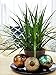 Costa Farms Madagascar Dragon Tree Marginata Live Indoor Tabletop Plant in 6-Inch Grower Pot
