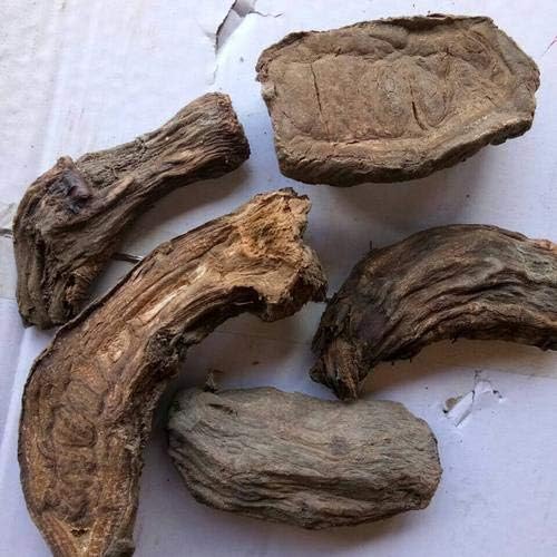Rheum Officinale Seeds 15+ Semillas orgánicas asombrosas de la ...