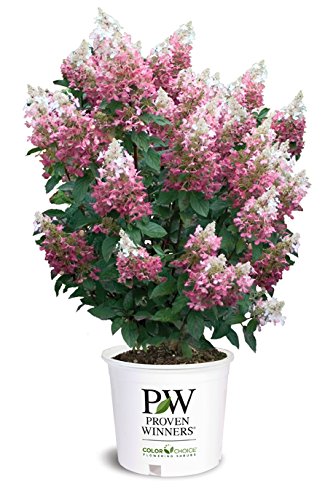 Pinky Winky Hardy Hydrangea (Paniculata) Live Shrub, White and Pink Flowers, 1 Gallon
