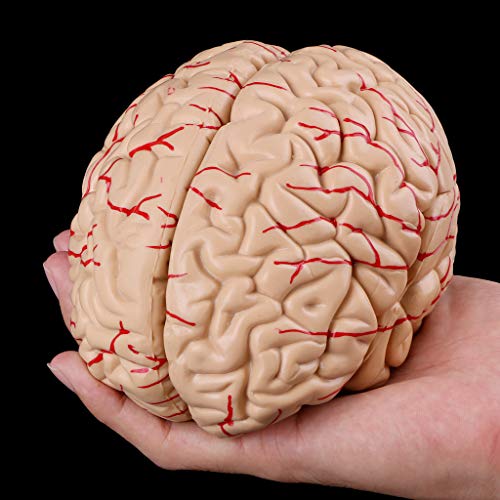 Abicial Disassembled Anatomical Human Brain Model Anatomy Medical Teaching Tool - Thumbnail 7