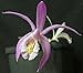 Pleione praecox - orchid - 100 seeds