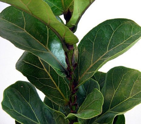Jmbamboo - Ficus Lyrata Plant in 6 Inch Pot - Also Called Fiddle Leaf Fig or Pandurata