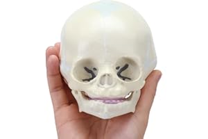 RONTEN Infant Skull Model, Life Size Human Fetus Anatomical Skull, for Medicine, Anatomy Education, Display