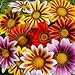 Outsidepride Gazania Garden Leader Striped Mix - 100 seeds