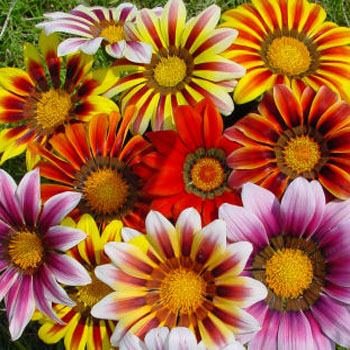 Outsidepride Gazania Garden Leader Striped Mix - 100 seeds Outsidepride Gazania Garden Leader Striped Mix - 100 seeds