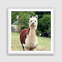 Framed Canvas Wall Art Alpaca Canvas Prints Home Artwork Decoration for Living Room,Bedroom - 16x16 inches