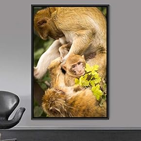 signwin Framed Canvas Wall Art Monkey Animals Expressive...