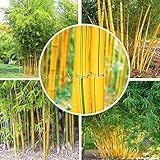 Fargesia fungosa bamboo seeds hardy clumping type garden decoration plant 50pcs bonsai plant home garden