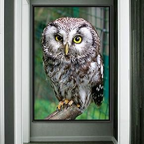 signwin Framed Canvas Wall Art Owl Birds Dramatic...